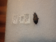 Carabus albrechti albrechti