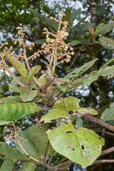 Saurauia oreophila