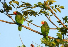 Amazona leucocephala
