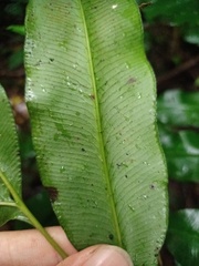 Coniogramme fraxinea