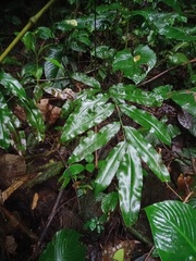 Coniogramme fraxinea