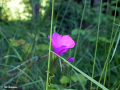 Oxalis arenaria