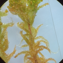 Sphagnum subsecundum