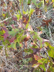 Quercus laevis image
