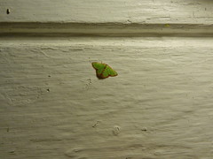 Synchlora cupedinaria