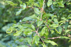 Punica granatum