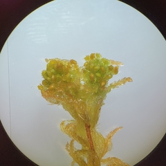 Sphagnum subsecundum