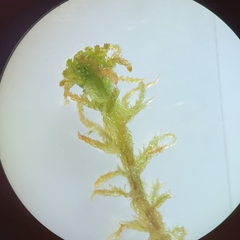 Sphagnum subsecundum