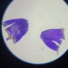 Sphagnum subsecundum