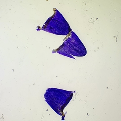 Sphagnum subsecundum