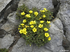 Oxalis cinerea