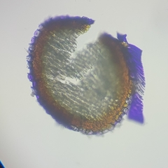 Sphagnum subsecundum