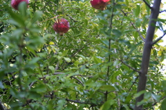 Punica granatum