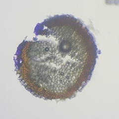 Sphagnum subsecundum