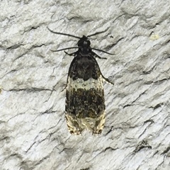 Olethreutes fasciatana