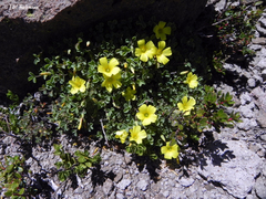 Oxalis cinerea