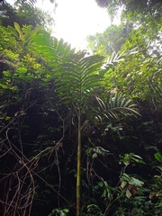 Pinanga