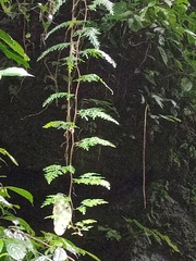 Selaginella willdenowii