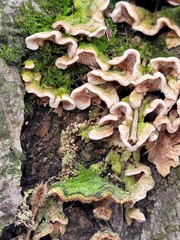 Fungi