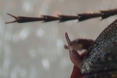 Carabus albrechti albrechti