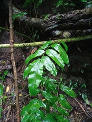 Coniogramme fraxinea