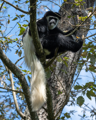 Colobus caudatus