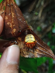 Acusilas malaccensis