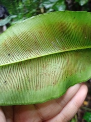 Coniogramme fraxinea