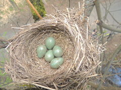 Turdus iliacus iliacus