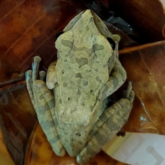 Polypedates megacephalus