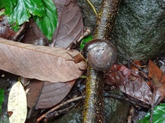 Dyakiidae