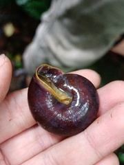 Dyakiidae