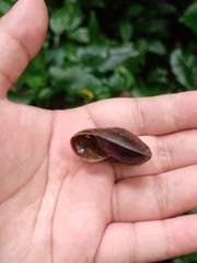 Dyakiidae