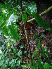 Acusilas malaccensis