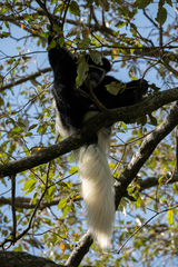 Colobus caudatus