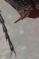 Carabus albrechti albrechti