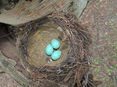 Turdus philomelos philomelos
