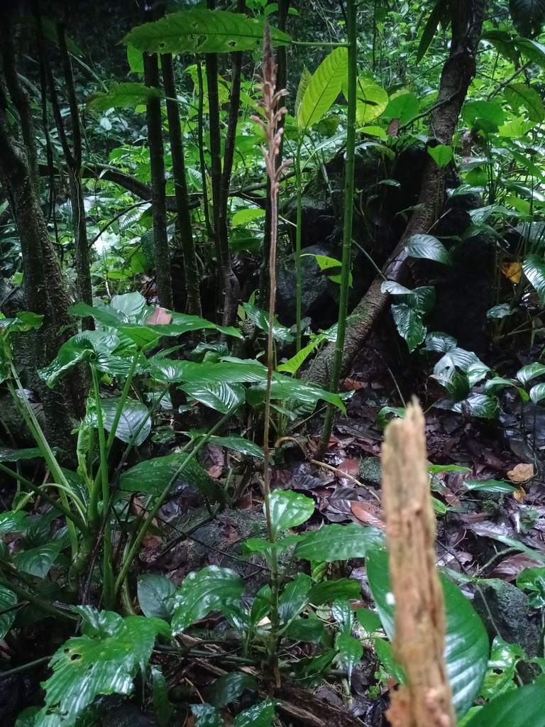 Erythrodes latifolia