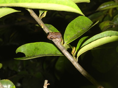 Eleutherodactylus johnstonei