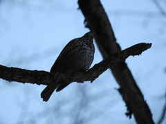 Turdus philomelos philomelos