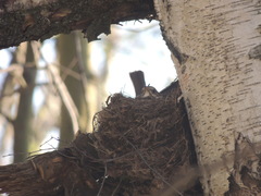 Turdus philomelos philomelos