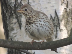 Turdus philomelos philomelos