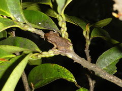 Eleutherodactylus johnstonei