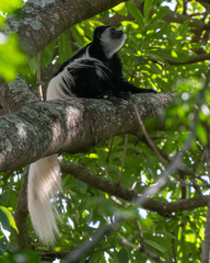Colobus caudatus