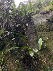 Philodendron crassinervium