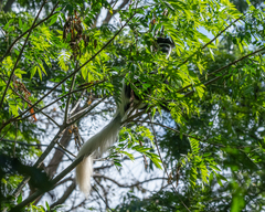 Colobus caudatus
