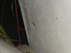 Anolis sabanus