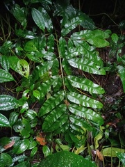 Coniogramme fraxinea