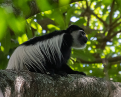 Colobus caudatus