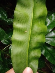 Coniogramme fraxinea